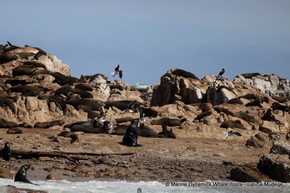 cape fur seal, whale watching, gansbaai, south africa