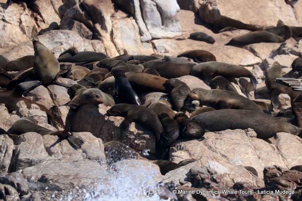 cape fur seal, whale watching, gansbaai, south africa