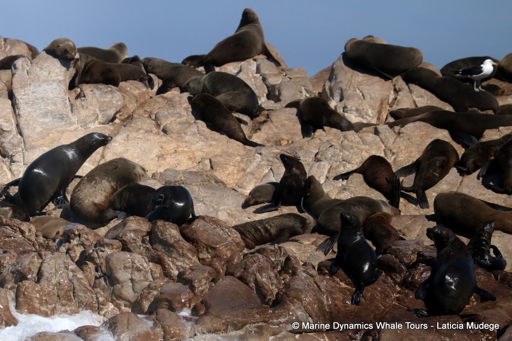 cape fur seal, whale watching, gansbaai, south africa