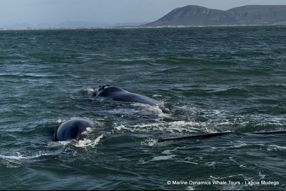 Southern right whale, whale watching, gansbaai, south africa,