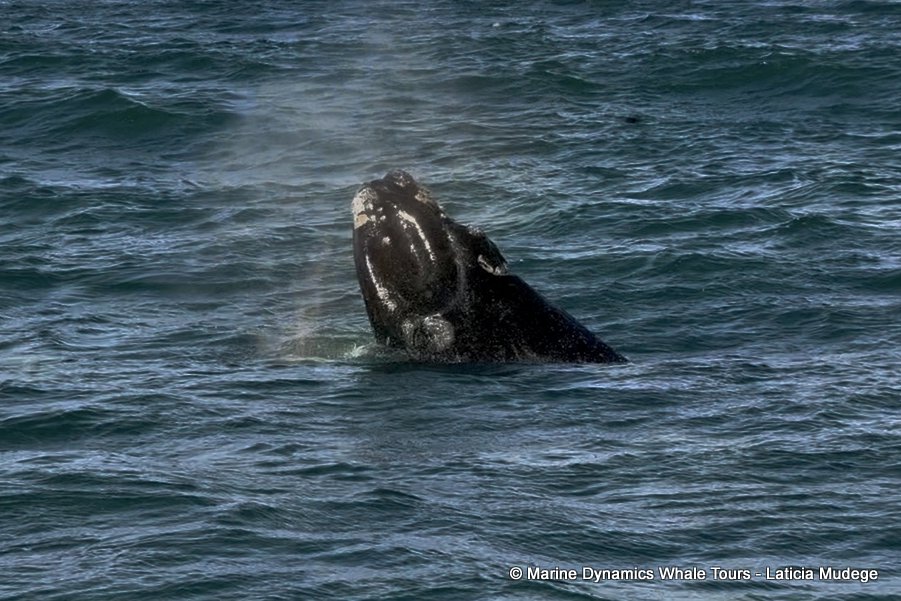 Southern right whale, whale watching, gansbaai, south africa,