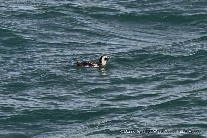 african penguin, whale watching, gansbaai, south africa