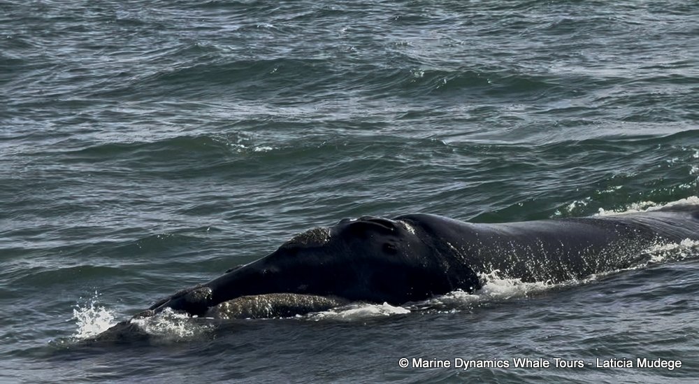 Southern right whale, whale watching, gansbaai, south africa,