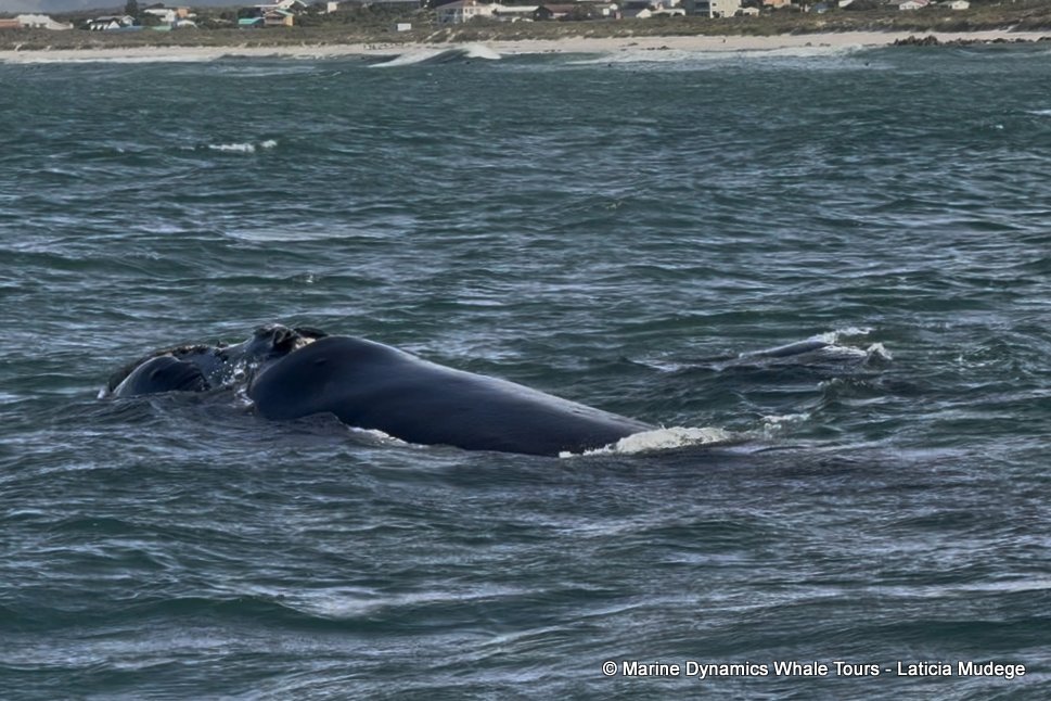 Southern right whale, whale watching, gansbaai, south africa,