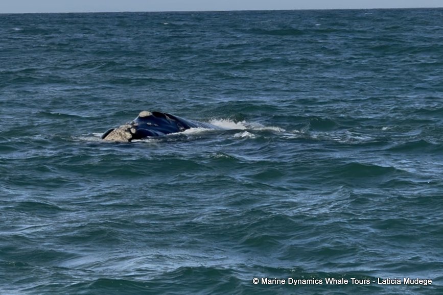 Southern right whale, whale watching, gansbaai, south africa,