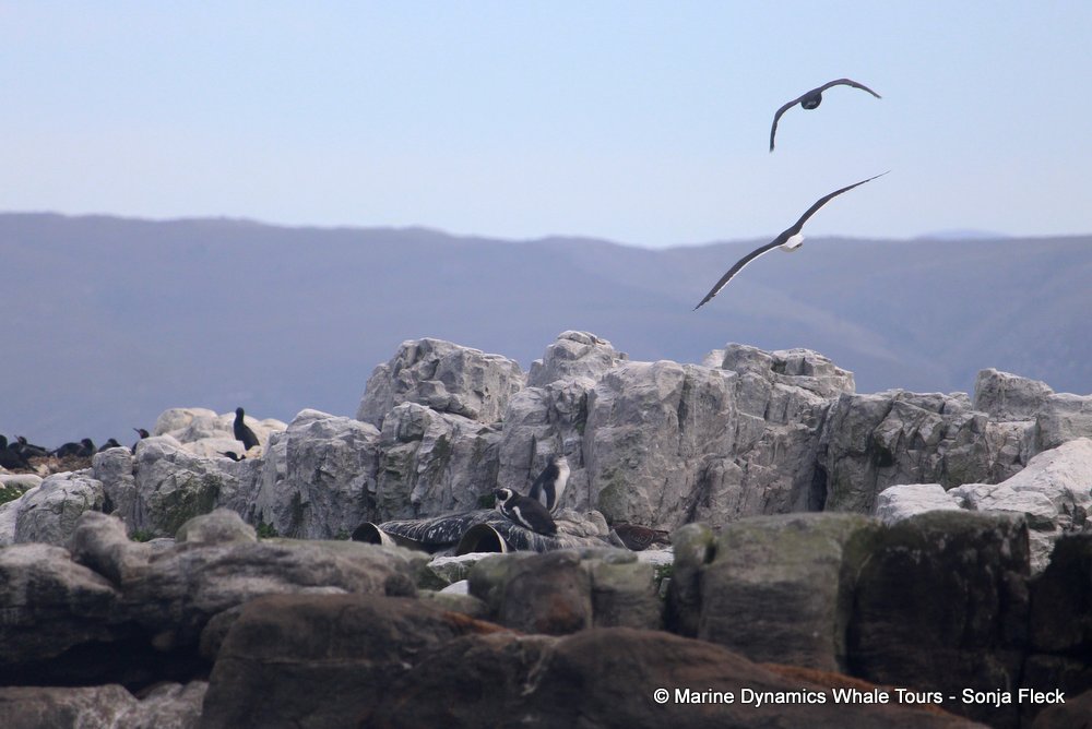 african penguin, whale watching, gansbaai, south africa