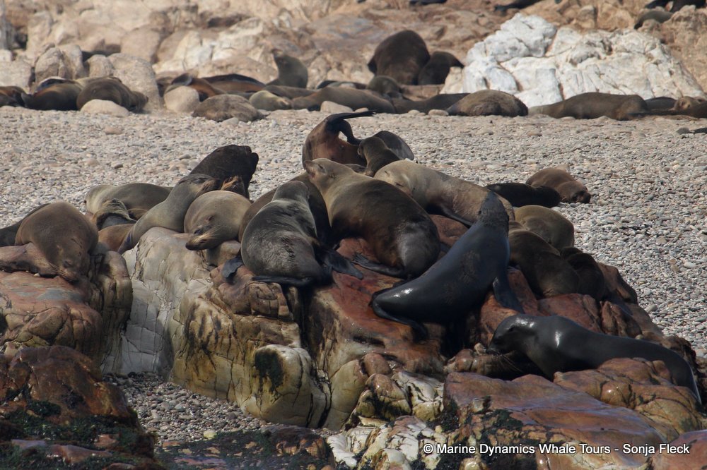 cape fur seal, whale watching, gansbaai, south africa