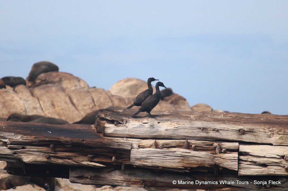 bank cormorant, whale watching, gansbaai, south africa,