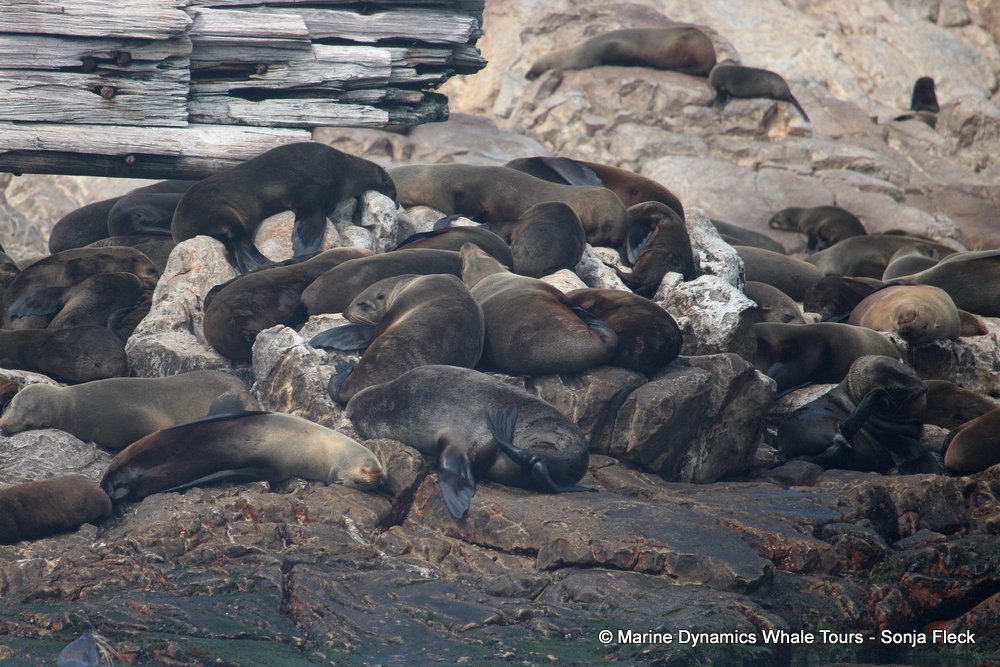 cape fur seal, whale watching, gansbaai, south africa