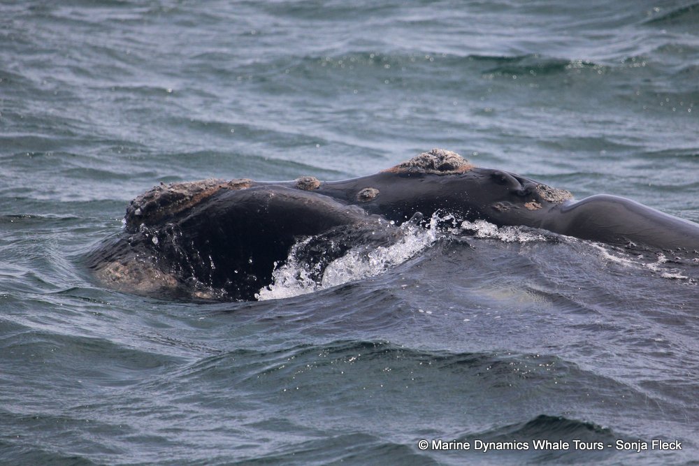Southern right whale, whale watching, gansbaai, south africa,