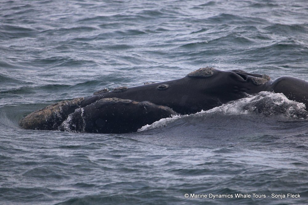 Southern right whale, whale watching, gansbaai, south africa,