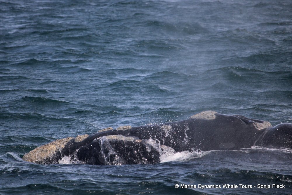 Southern right whale, whale watching, gansbaai, south africa,