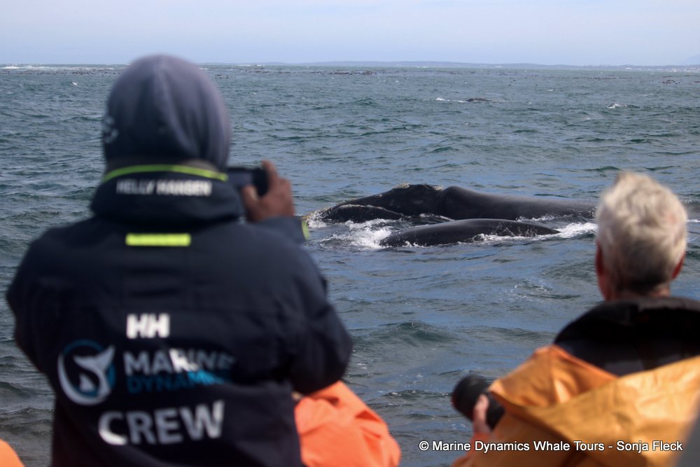 Southern right whale, whale watching, gansbaai, south africa,