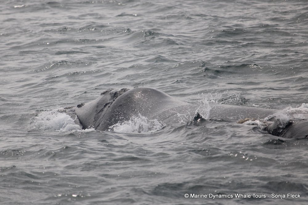 Southern right whale, whale watching, gansbaai, south africa,