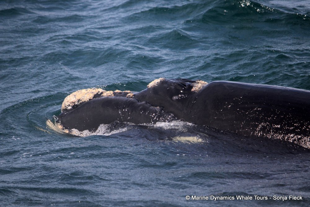 Southern right whale, whale watching, gansbaai, south africa,