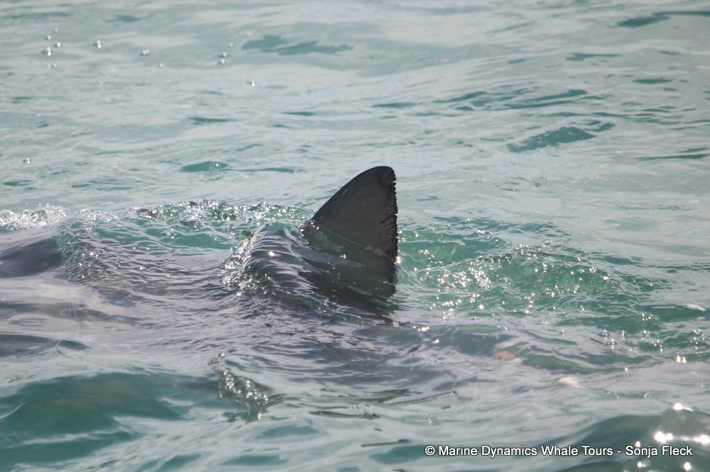 bronze whaler shark, whale watching, gansbaai, south africa,