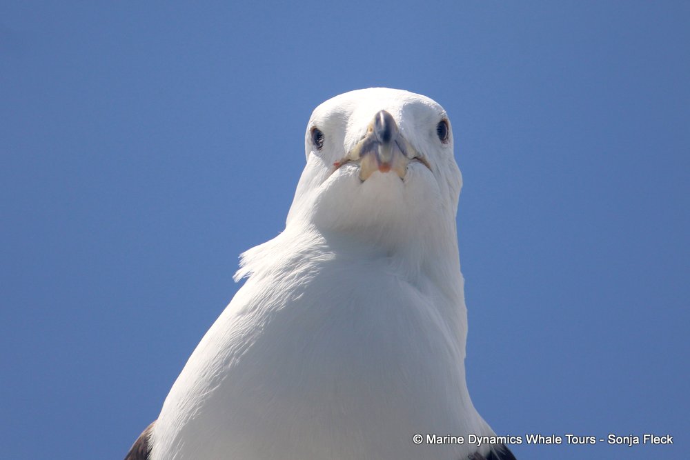 Kelp Gull, whale watching, gansbaai, south africa,