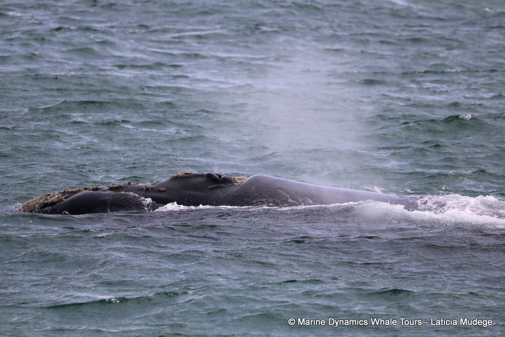 Southern right whale, whale watching, gansbaai, south africa,