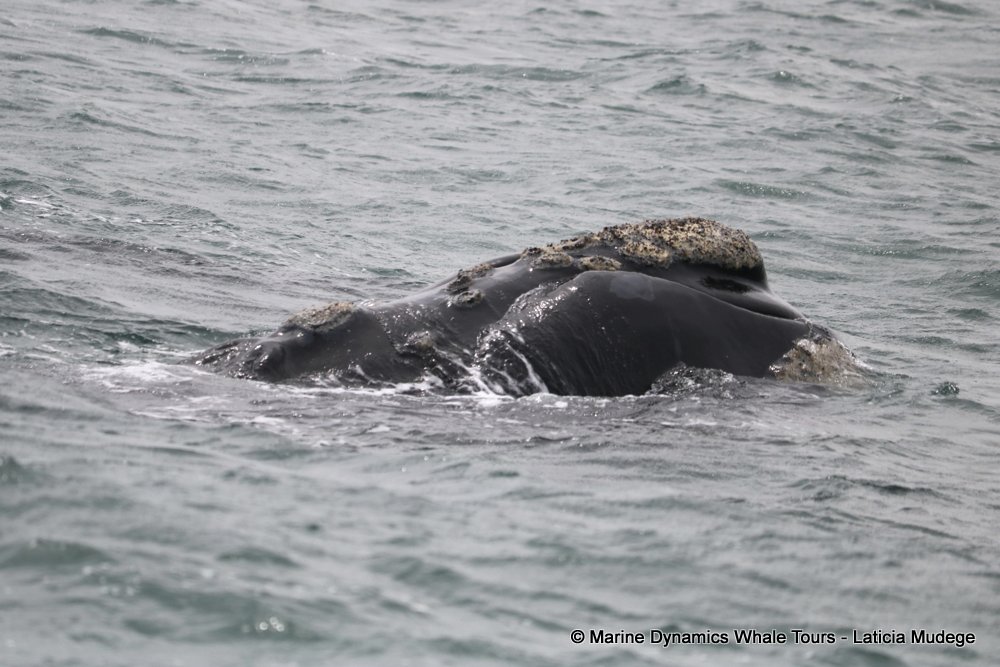 Southern right whale, whale watching, gansbaai, south africa,