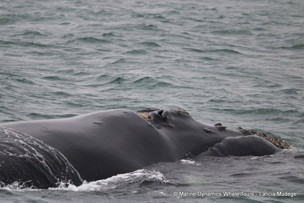 Southern right whale, whale watching, gansbaai, south africa,