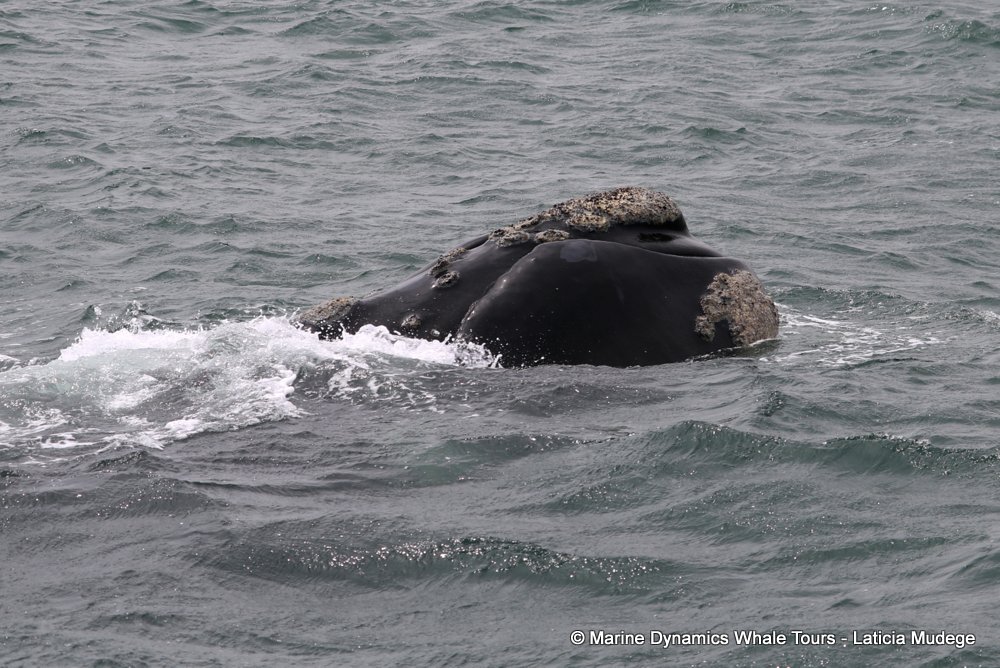 Southern right whale, whale watching, gansbaai, south africa,