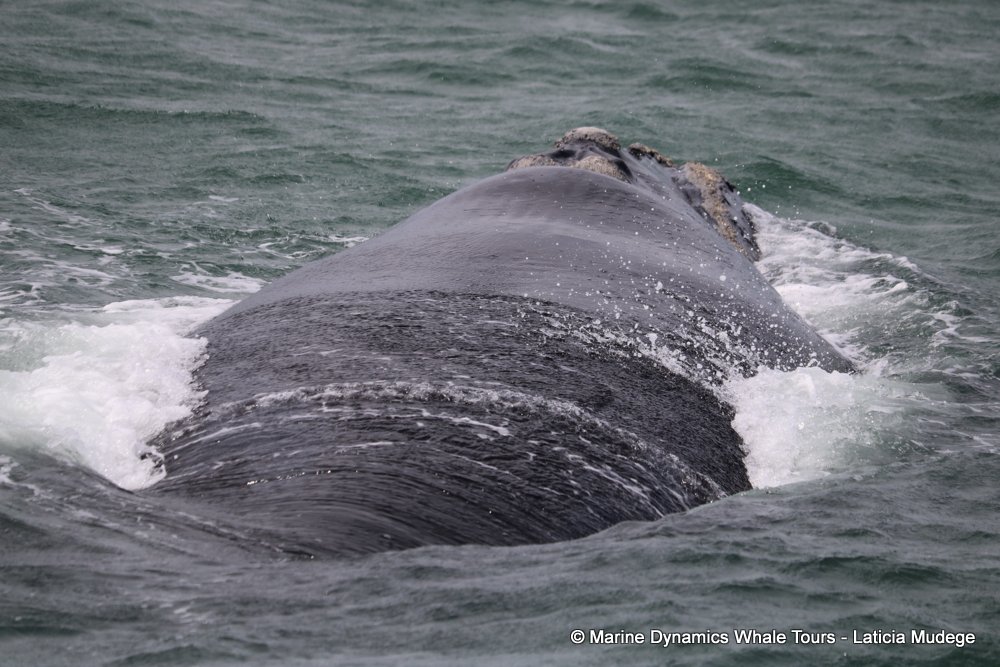 Southern right whale, whale watching, gansbaai, south africa,