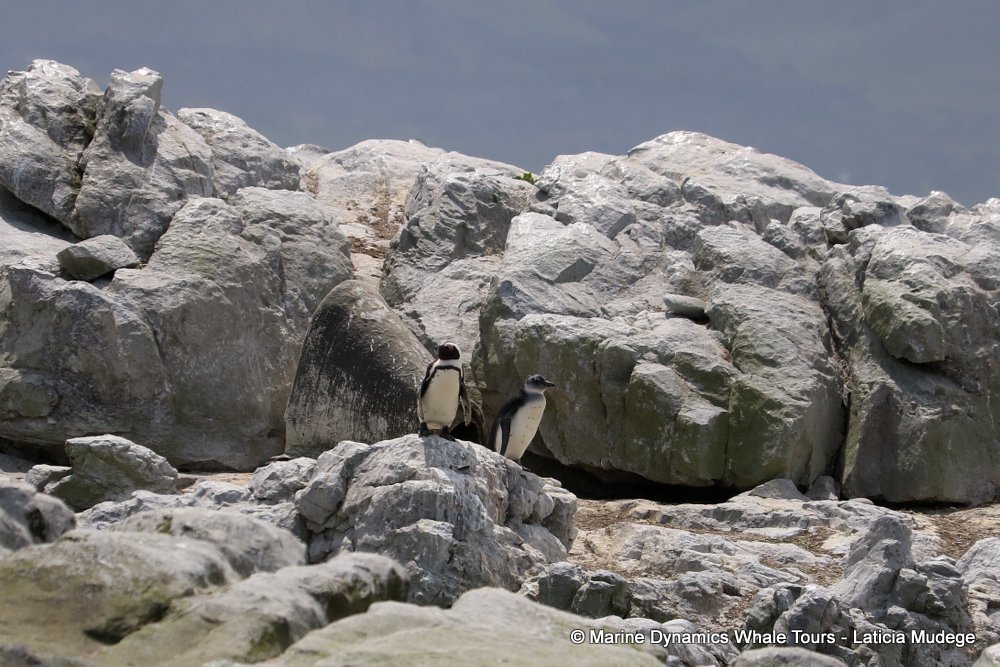 african penguin, whale watching, gansbaai, south africa