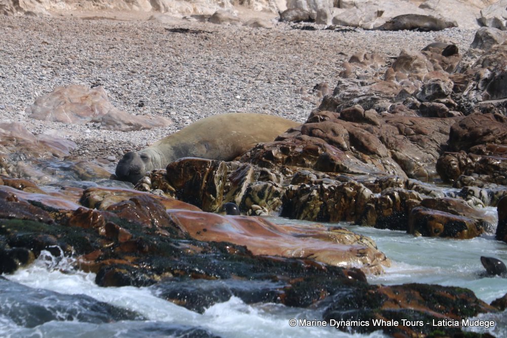 cape fur seal, whale watching, gansbaai, south africa