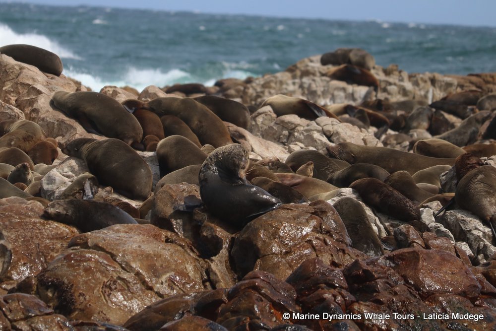 cape fur seal, whale watching, gansbaai, south africa