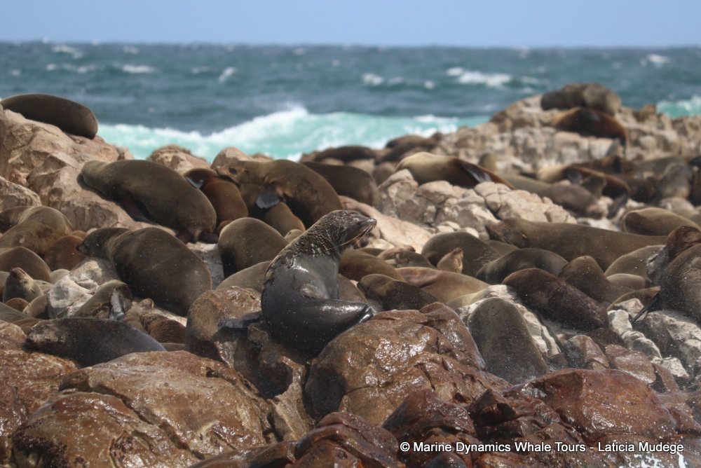 cape fur seal, whale watching, gansbaai, south africa