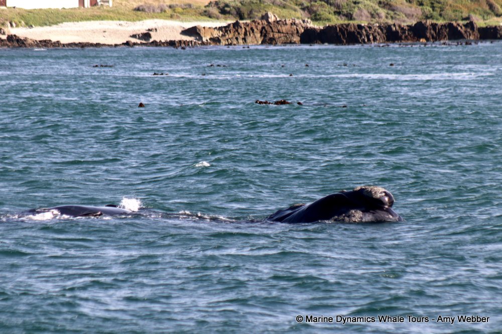Southern right whale, whale watching, gansbaai, south africa,
