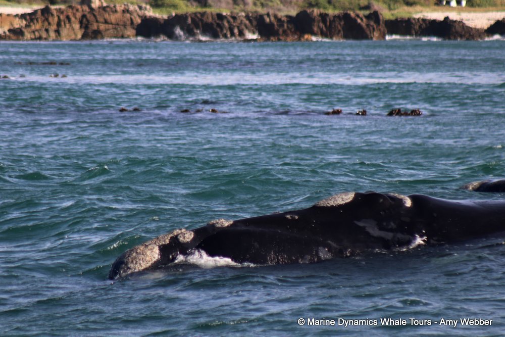 Southern right whale, whale watching, gansbaai, south africa,