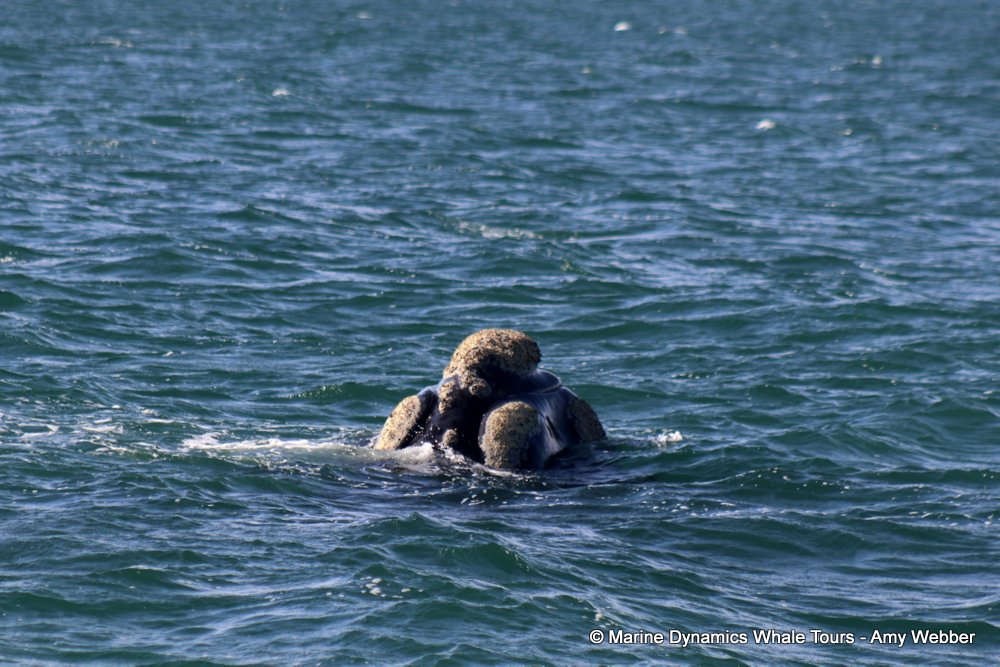 Southern right whale, whale watching, gansbaai, south africa,