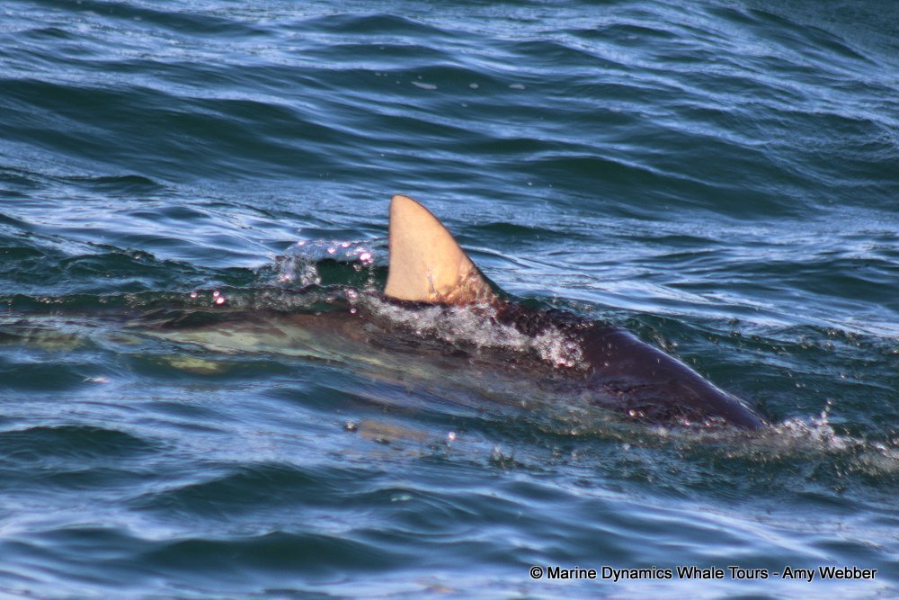 bronze whaler shark, whale watching, gansbaai, south africa,