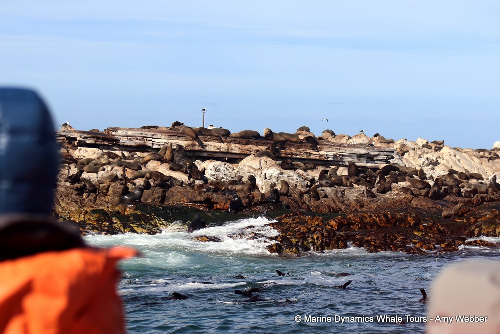 cape fur seal, whale watching, gansbaai, south africa