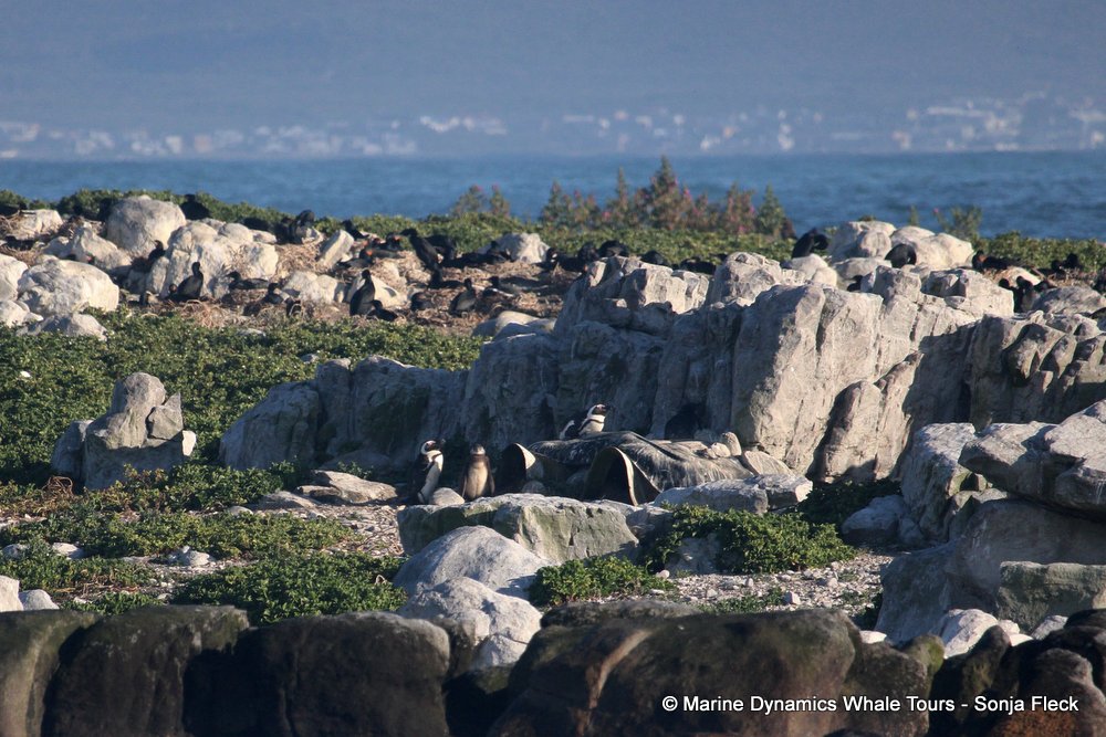 african penguin, whale watching, gansbaai, south africa