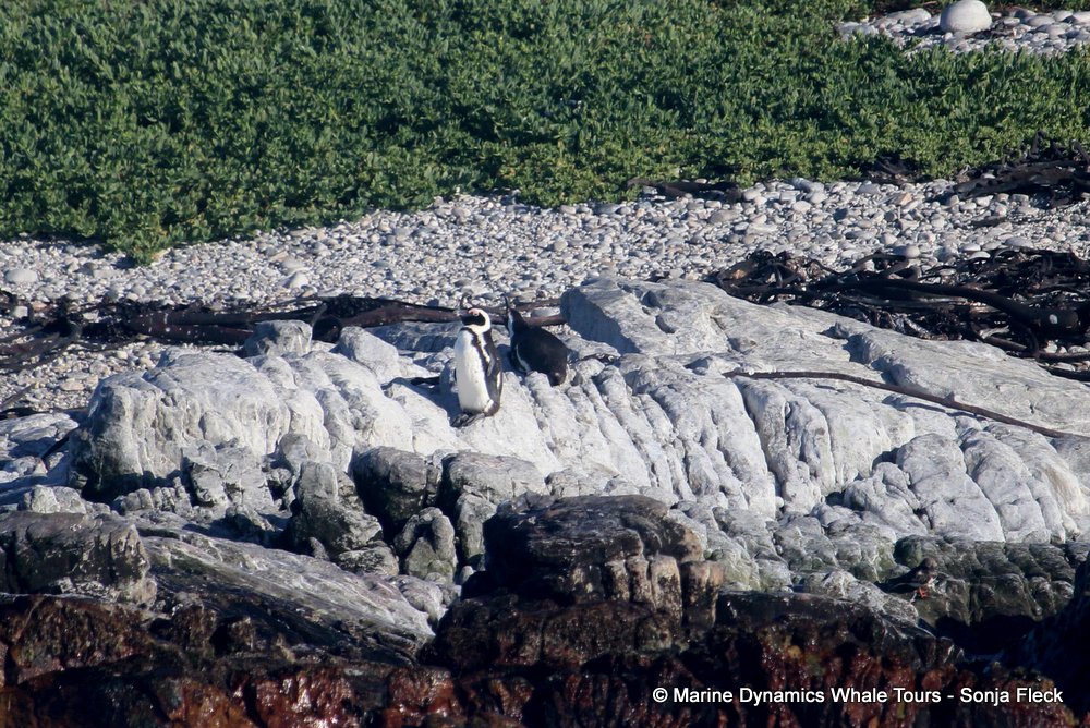 african penguin, whale watching, gansbaai, south africa