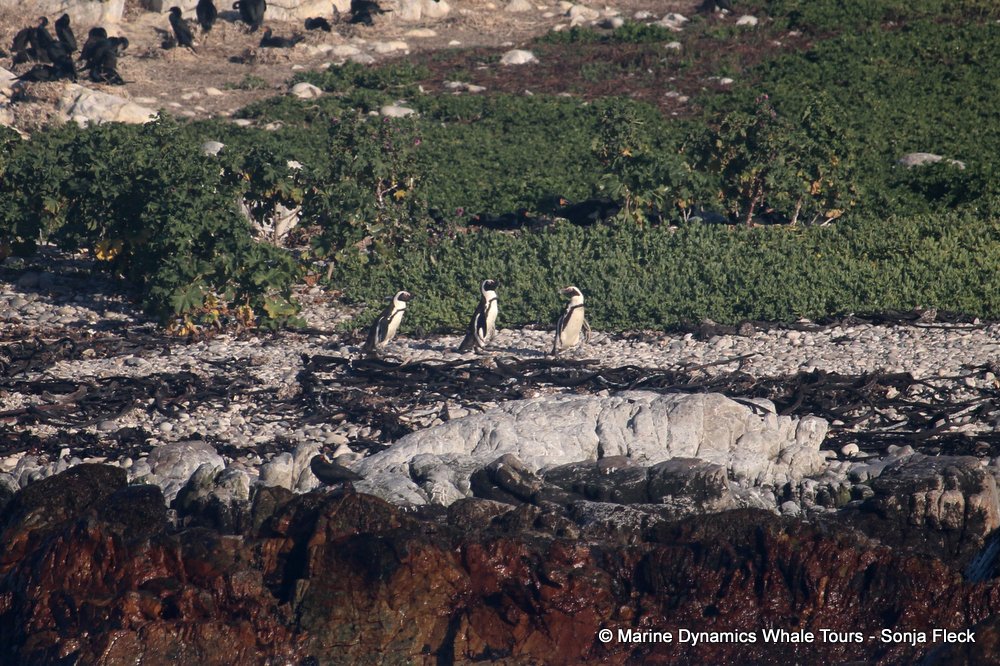 african penguin, whale watching, gansbaai, south africa