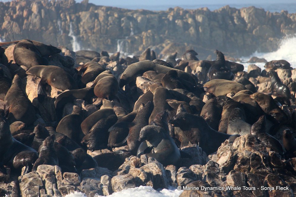 cape fur seal, whale watching, gansbaai, south africa