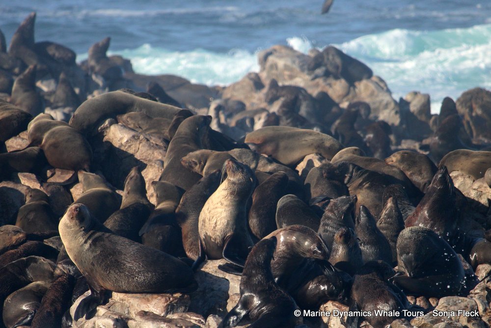 cape fur seal, whale watching, gansbaai, south africa