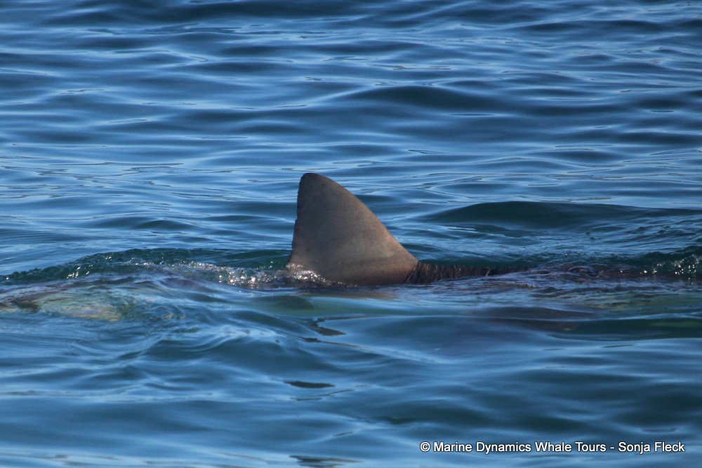 bronze whaler shark, whale watching, gansbaai, south africa,