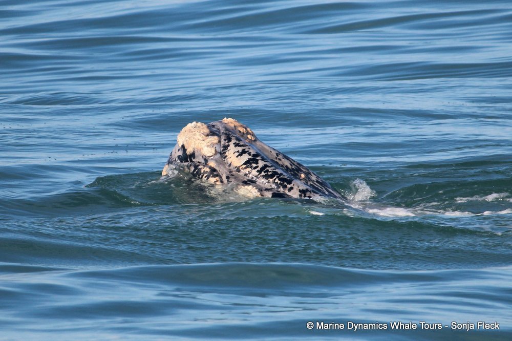 Southern right whale, whale watching, gansbaai, south africa,