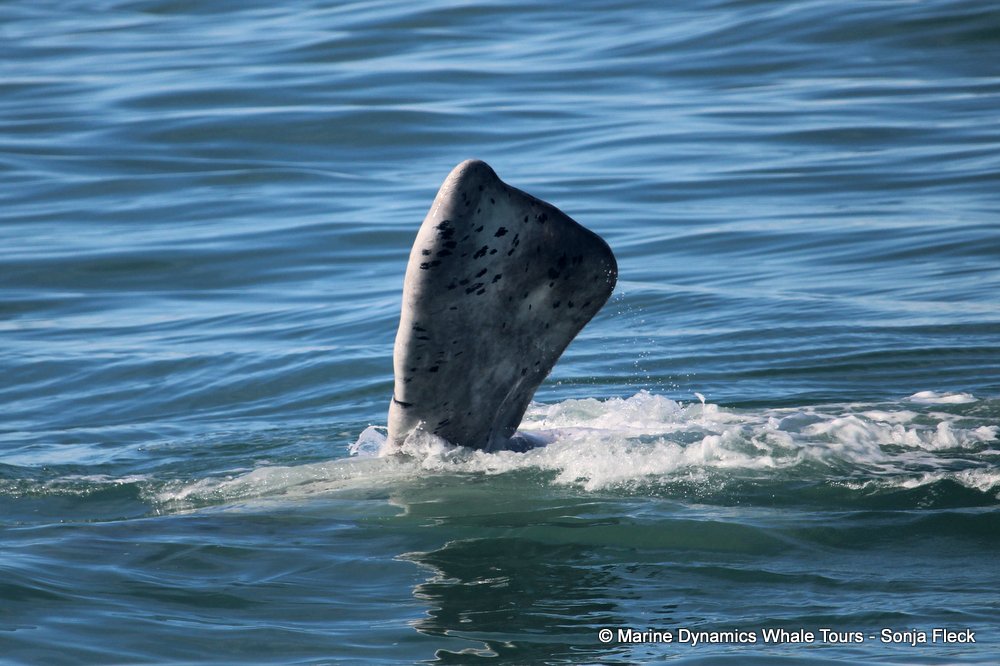 Southern right whale, whale watching, gansbaai, south africa,