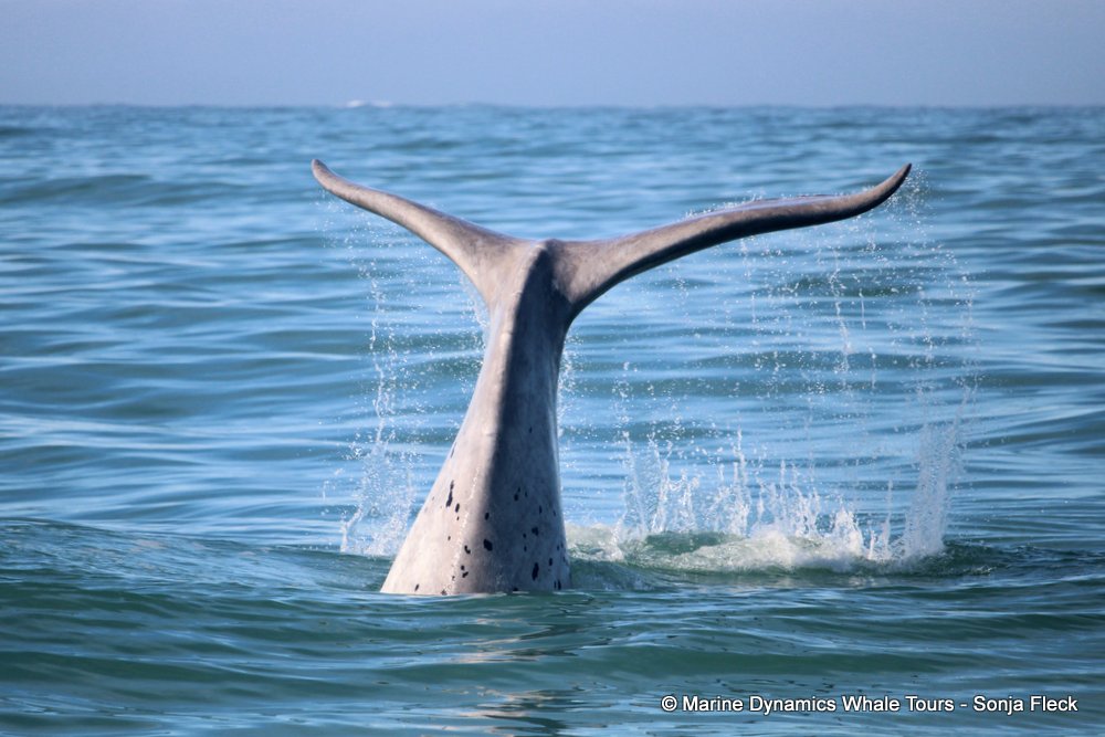 Marine Big 5 Daily Blog 16 October