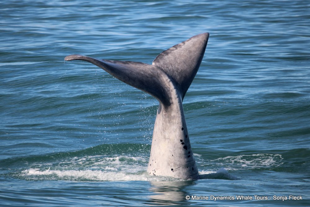 Southern right whale, whale watching, gansbaai, south africa,