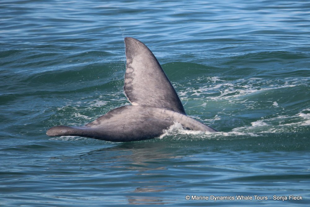 Southern right whale, whale watching, gansbaai, south africa,