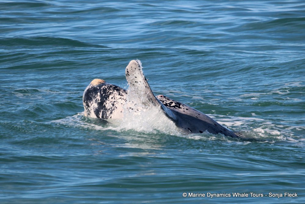 Southern right whale, whale watching, gansbaai, south africa,