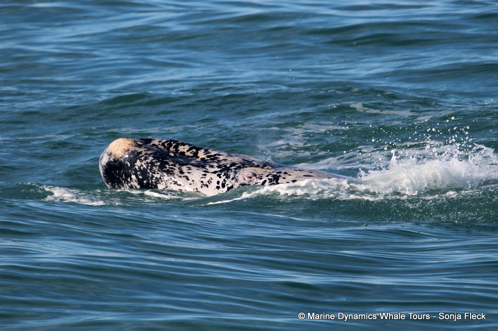 Southern right whale, whale watching, gansbaai, south africa,