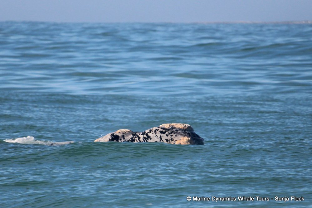 Southern right whale, whale watching, gansbaai, south africa,