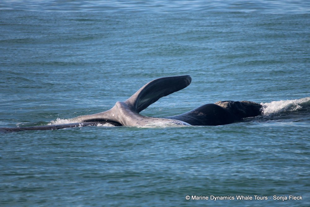 Southern right whale, whale watching, gansbaai, south africa,